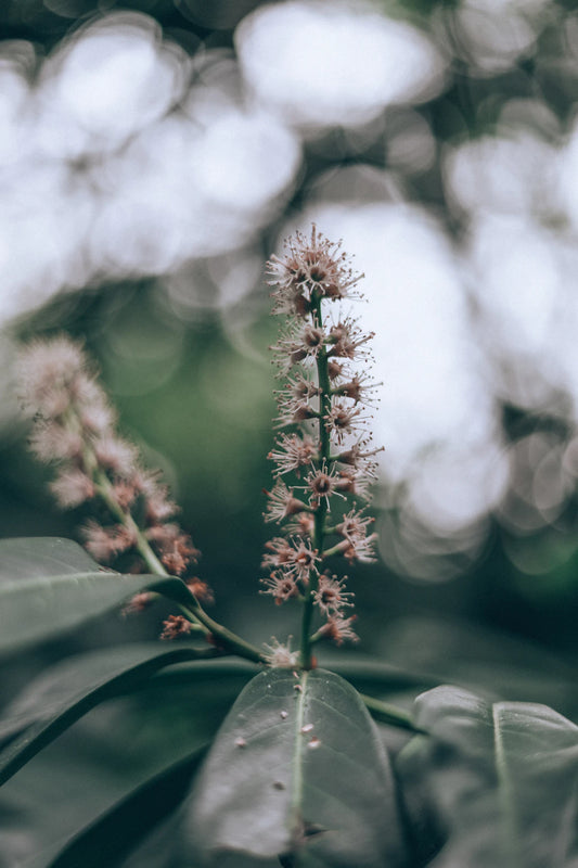 Earthy Incense for Mindful Living and Nature Connection