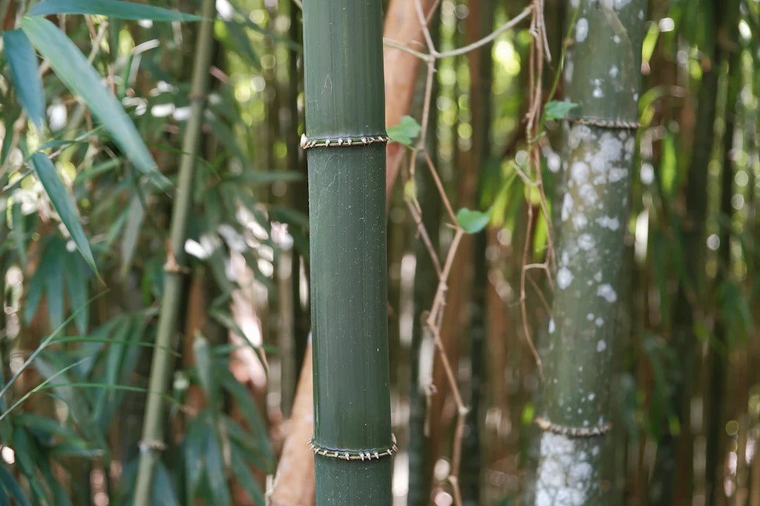 The Importance of Sourcing Sustainable Materials